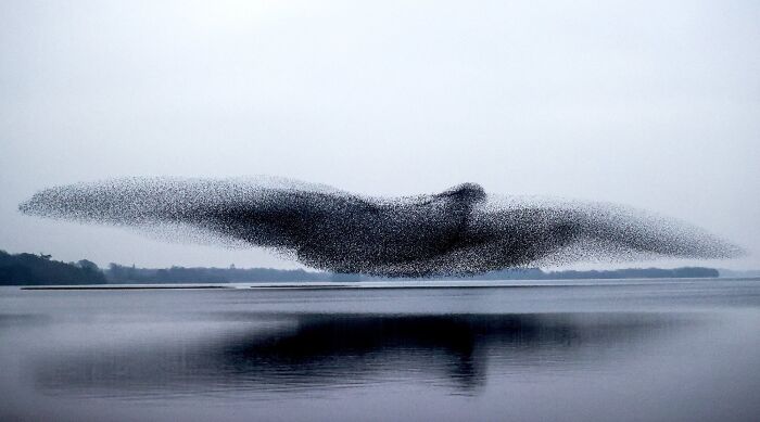 This Photo Of Starlings From The Irish Times Is Incredible