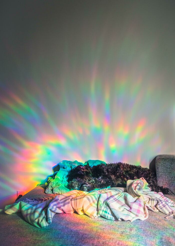At The Right Time Of Day, My Dog's Favorite Napping Spot Makes Him Look Really Magical
