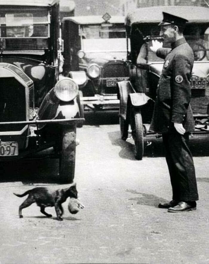 An Officer Halts Traffic To Make Way For A Cat Carrying A Kitten Across The Street, 1925