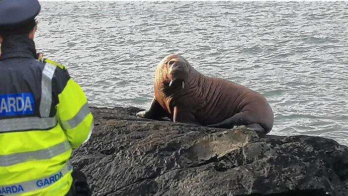 ''yeah, Yeah, So You Claim You Just Fell Asleep On An Iceberg And Just Drifted Across The Ocean, Hardly Essential Travel Is It?''