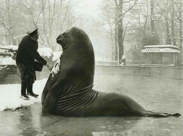 El cuidador del zoo de Berlín da un baño de nieve a Roland, un elefante marino de 1.000 kilos, en los años 30