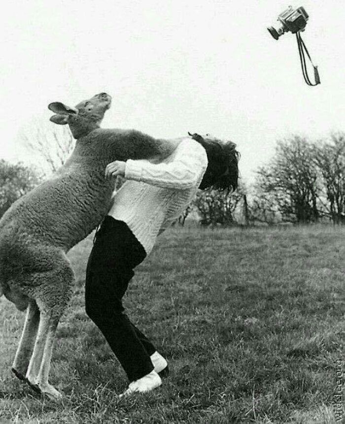An Angry Kangaroo Is Seen Knocking Out A Woman For Trying To Photograph Him, 1960's