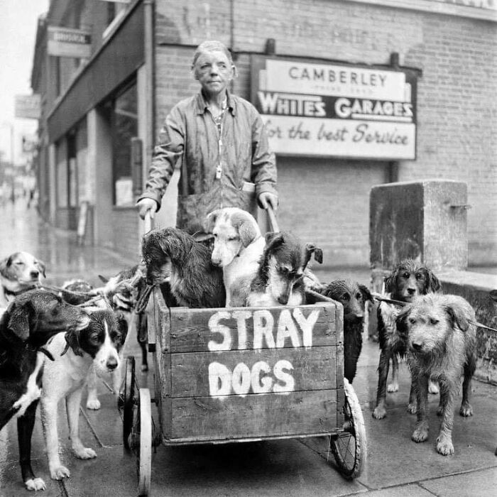 Camberley Kate, y sus perros callejeros en Inglaterra. Nunca rechazó a un perro callejero, cuidando de más de 600 perros en su vida (1962)