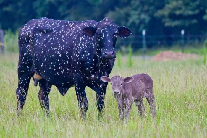 My Friends Cow Looks Like Outer Space