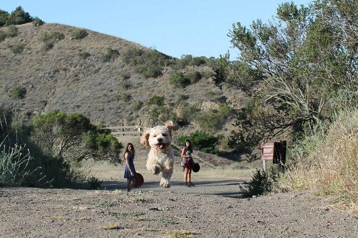 The Perspective Makes This Dog Look Like A Big Monster