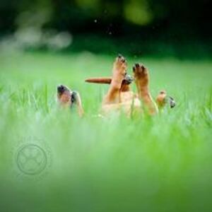 yourwildpantry avatar