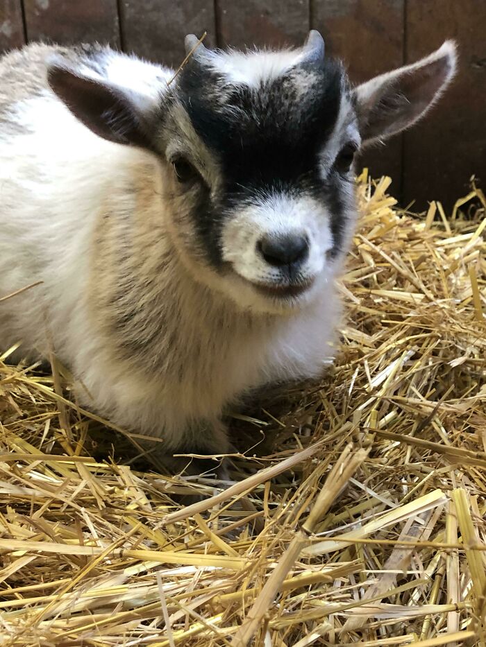 A Picture Of My Pygmy Goat