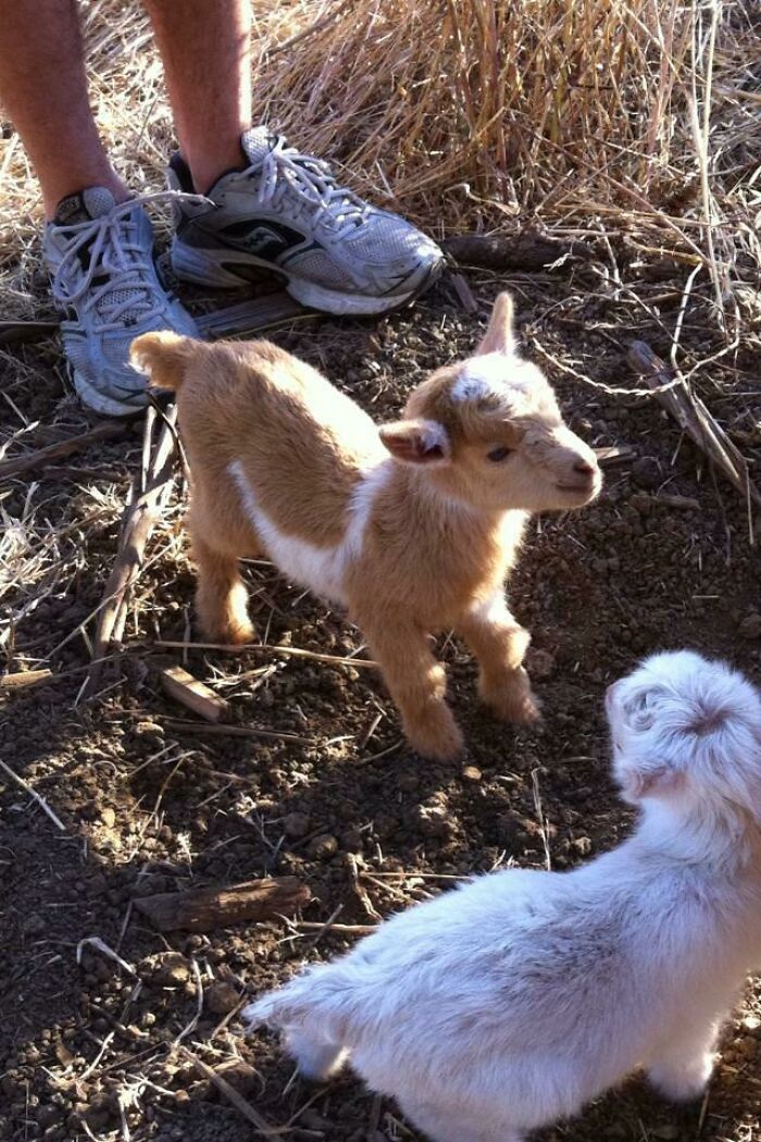 How Do You Like My Sister's Baby Goats?