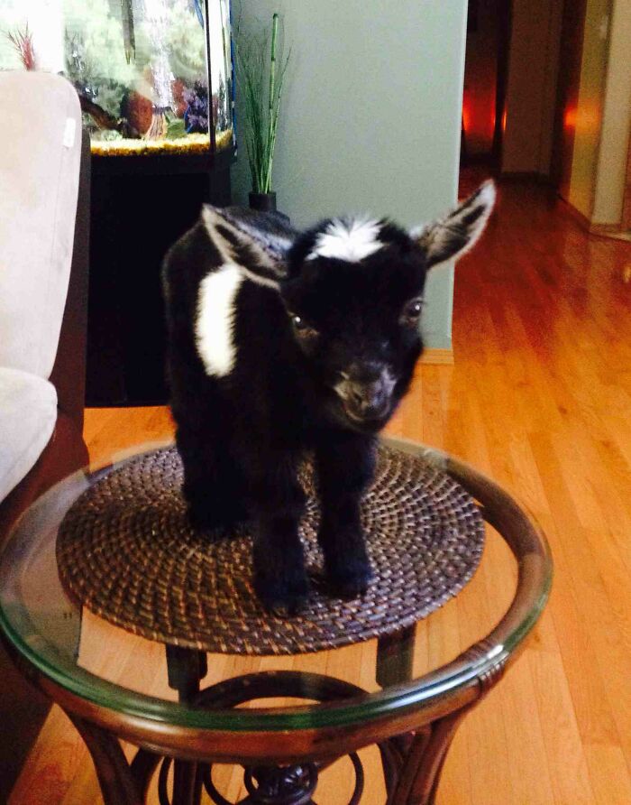 My Sister Got A Baby Goat