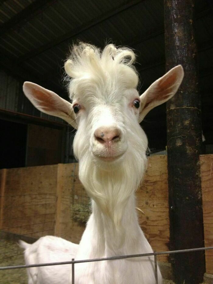 close up view of a white goat with a curly fringe