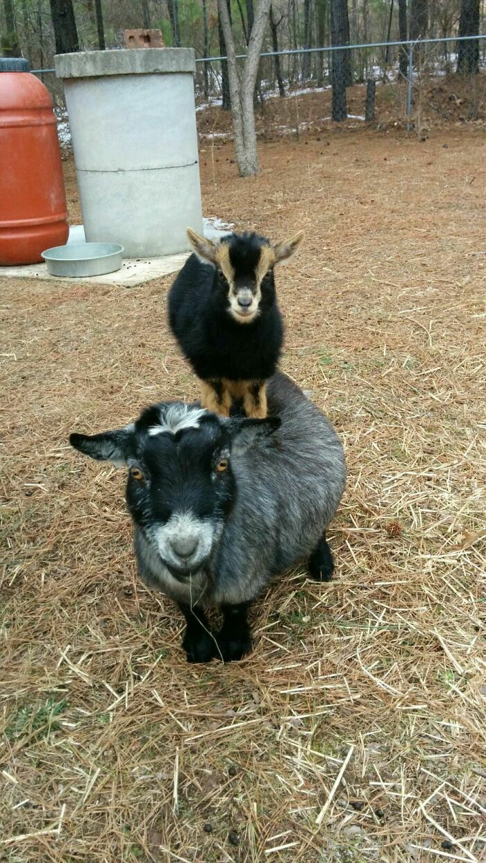 a baby goat standing on a bigger goat