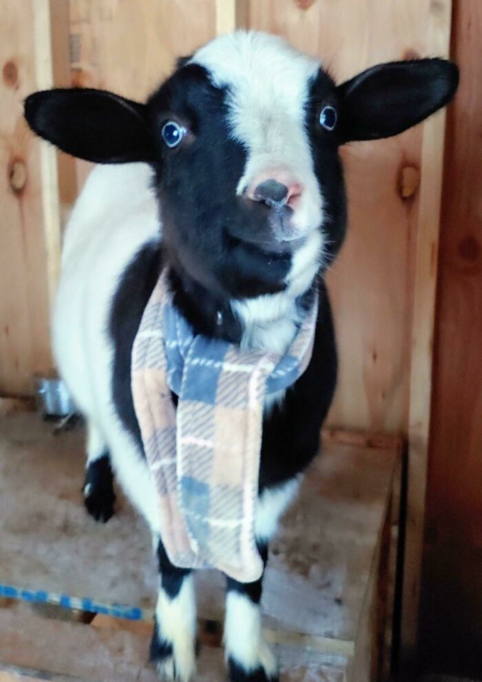 My Sisters Baby Goat Showing Off His New Scarf