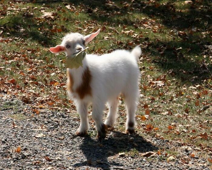 a white baby goat with the leaf in its mouth