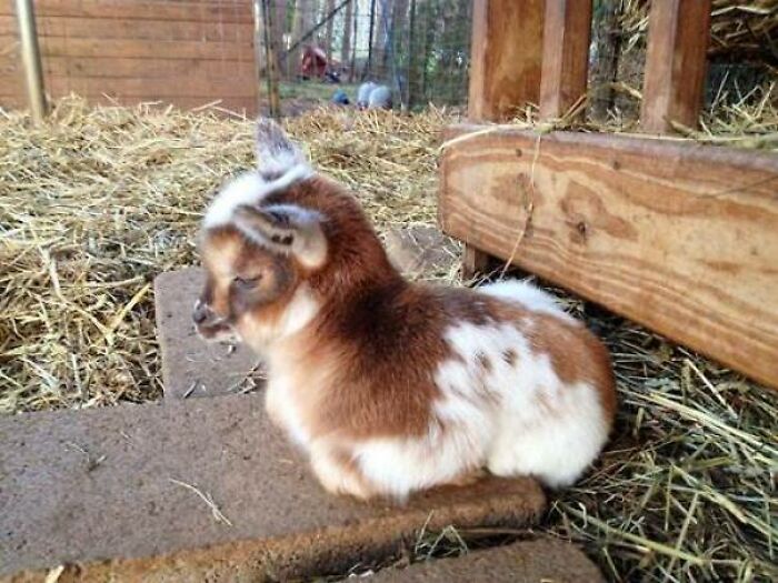 Yes, I Would Like A Baby Goat Loaf, Please