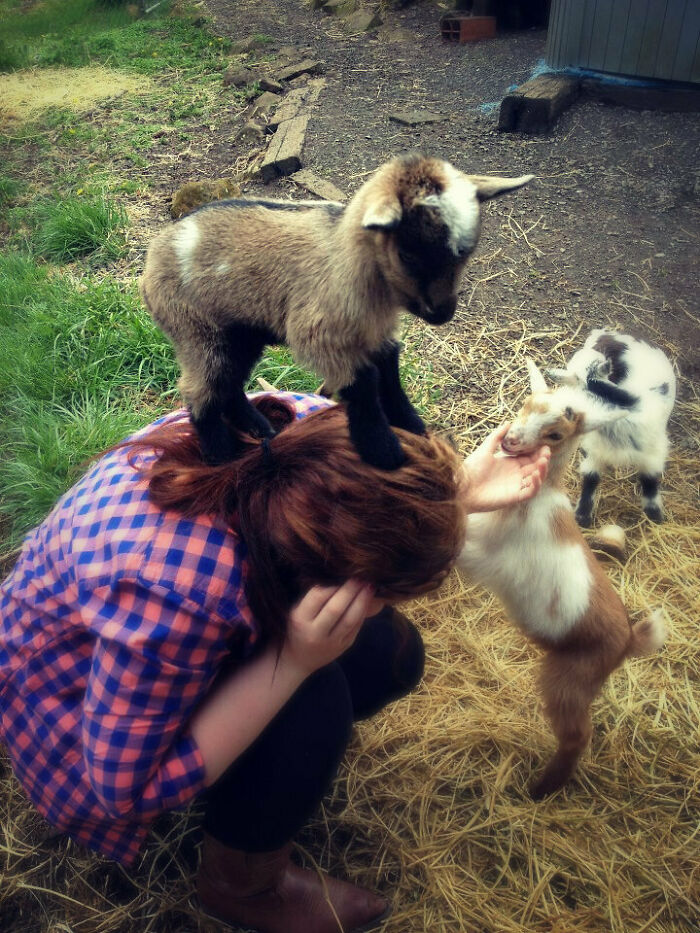 Baby Goat Conquers Human