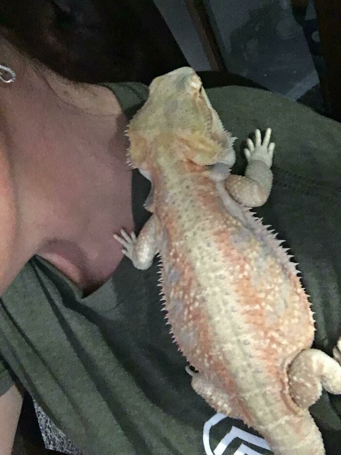 My Now Wife And I Are On Our Honeymoon For A Week, And My Mother In Law Who Was Scared Of Our Dragon Is Finally Coming Around Now That She’s Taking Care Of Her For A Week. Gemini Is Being A Good Girl