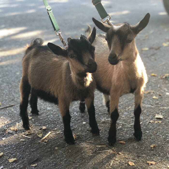 My Mother-In-Law Insisted We Should Have Kids, So She Got Us These For Our Wedding Present. Meet Kanye And Taylor