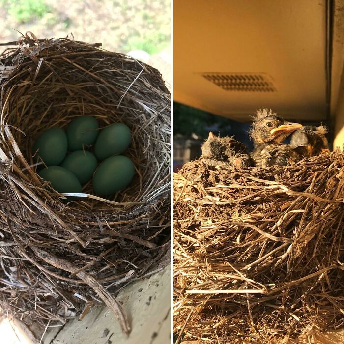 My Mother-In-Law Had A Robin Lay Eggs Over Easter Week In Her Backyard. Yesterday They Hatched!