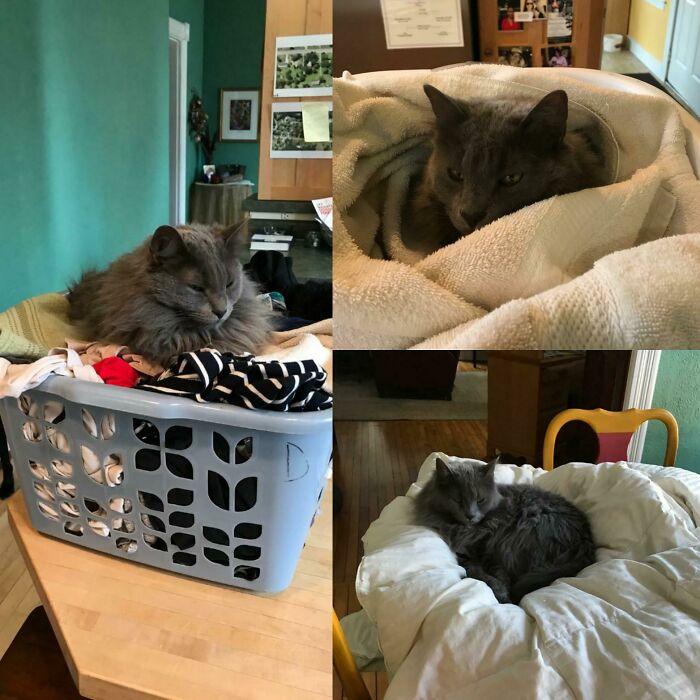My Mother-In-Law Is Taking Care Of Our Cat While We're Overseas. She Sends Me A Picture Of Steve Enjoying Dryer-Fresh Clothes Every Laundry Day.