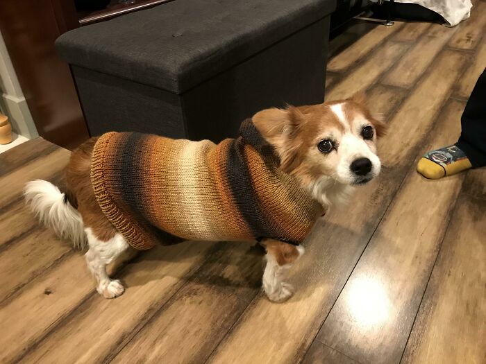 Mi suegra le tejió un suéter a mi perro