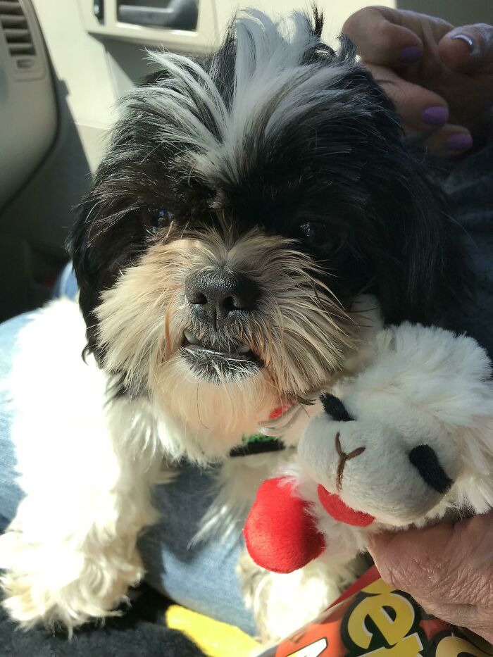 Say Hello To Maggie, A 7 Yo Shih Tzu That My Mother-In-Law Rescued From A Breeder Today