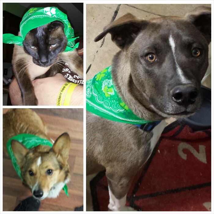 Our Mother-In-Law Sewed Some St. Patrick's Day Bandanas For Our Dogs. The Dogs Loved Them. Then We Tried It On The Cat...i Think We Maybe Murdered Tonight.