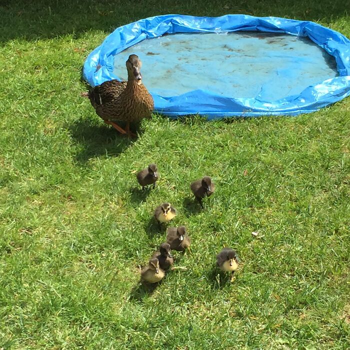 Hace unas semanas, mi suegra vio a esta familia paseando casualmente por su patio. Ha comprado comida para patos y ha colocado una piscina para que los patos de la familia disfruten