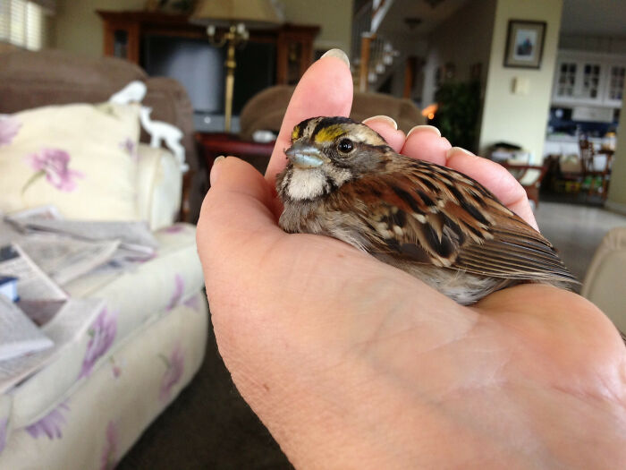 My Mother-In-Law Found This Poor Bird Hurt Outside Her House. He's Now Sitting Inside On The House Plants On The Kitchen Sill. White Throated Sparrow She Believes.