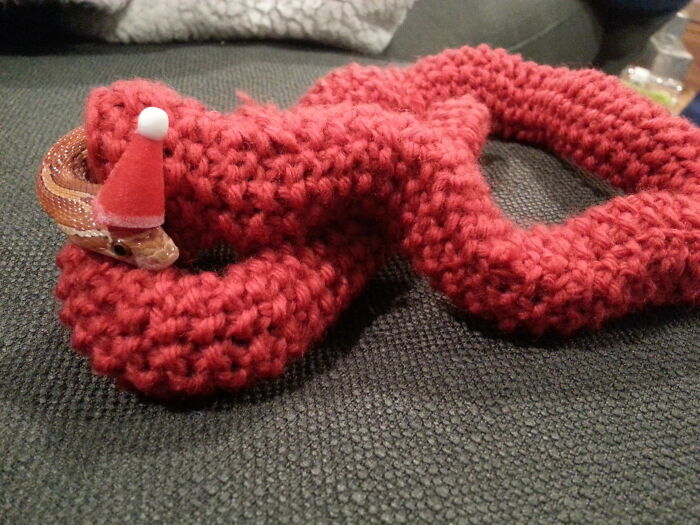 Mi suegra le tejió un suéter de Navidad a la serpiente de mi mujer 