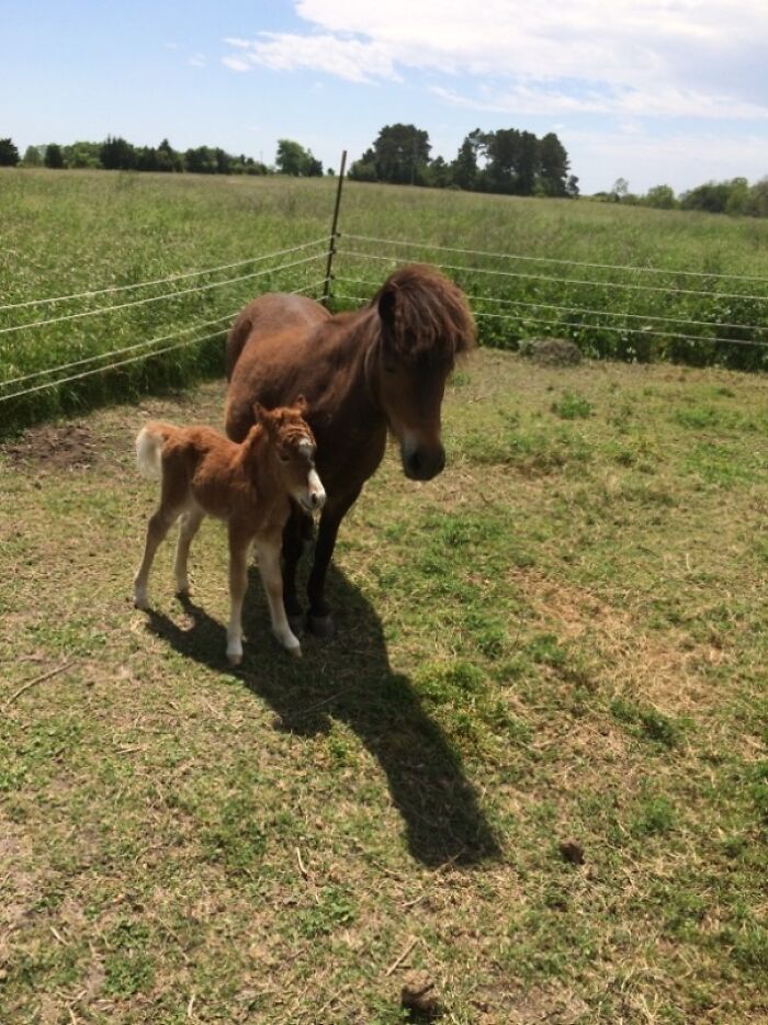 My Mother In Law Named Her New Mini Horse Lil Sebastian