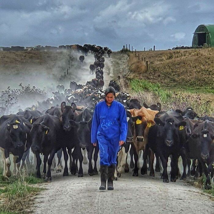 Foto de mi suegra paseando a las vacas