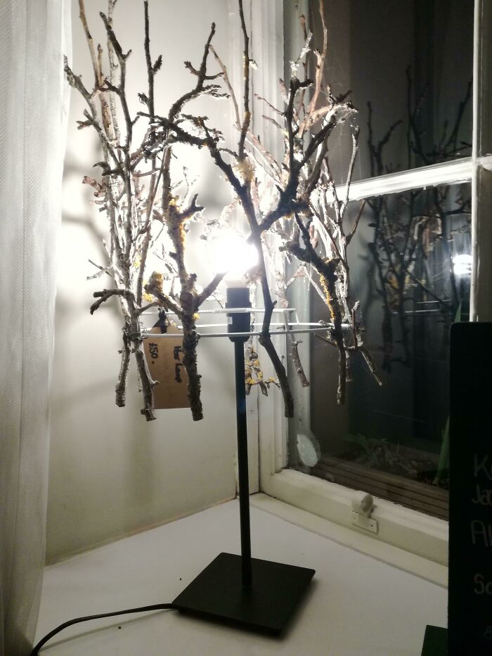 £50 For This Lamp With A Shade Made Of Twigs.