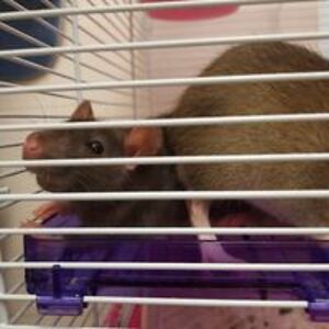 cheungwanwai1997 avatar