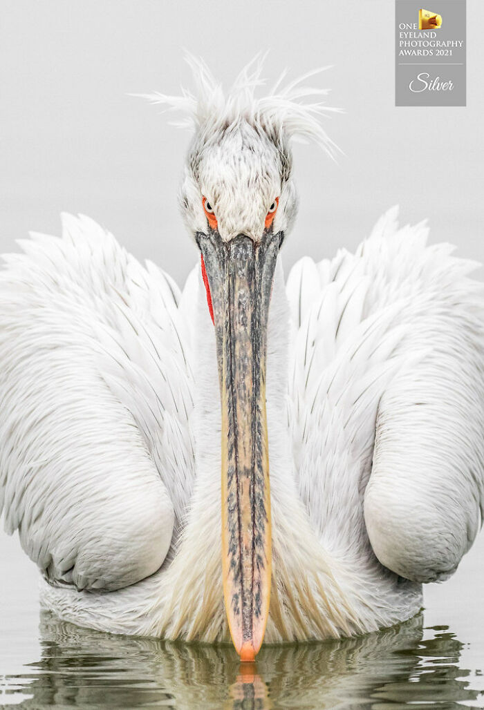 "Pelican Stare" By Tracey Lund. Silver In Nature, Wildlife