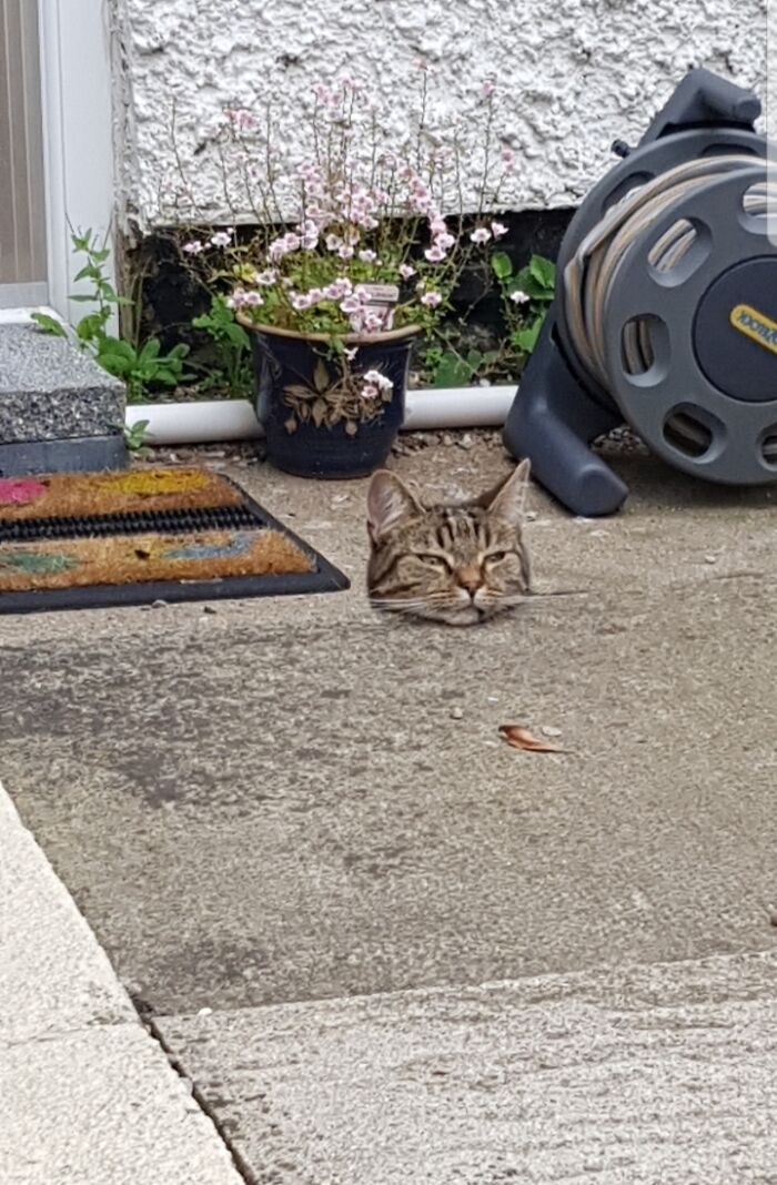 Mi gato parece haber perdido su cuerpo