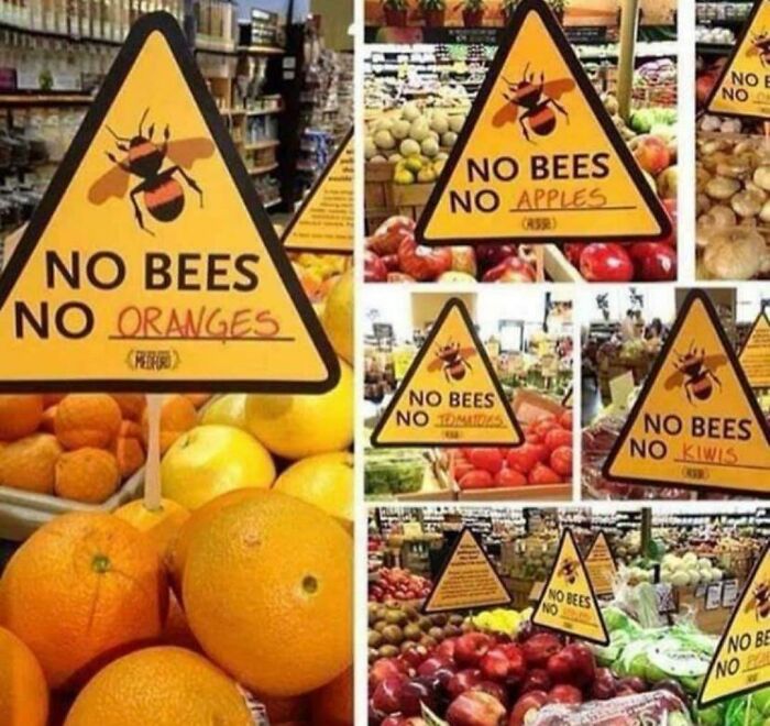 No Bees, No Oranges