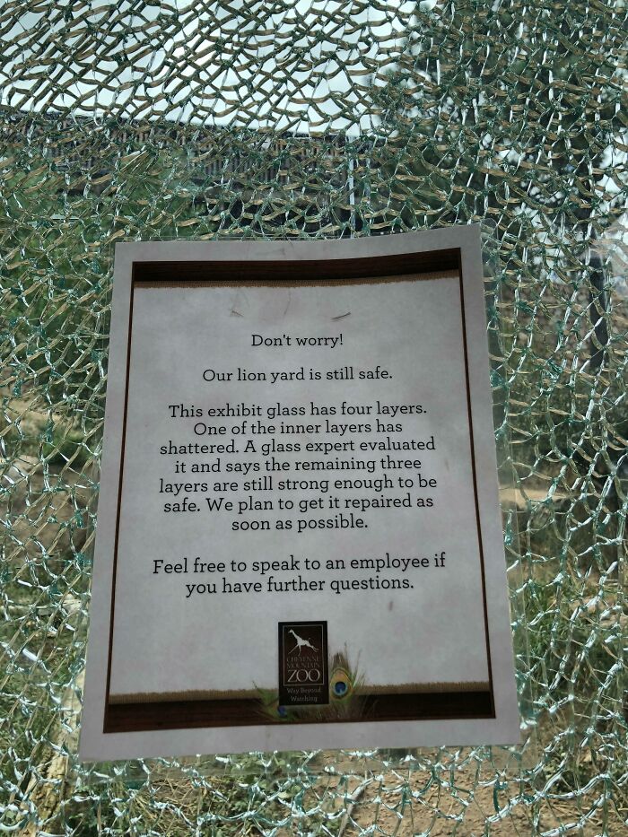 No Worries, 3 Layers Of Glass Still Remain To Protect You From The King Of The Jungle!