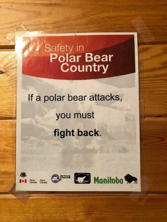 If Polar Bear Attacks, You Must Fight Back