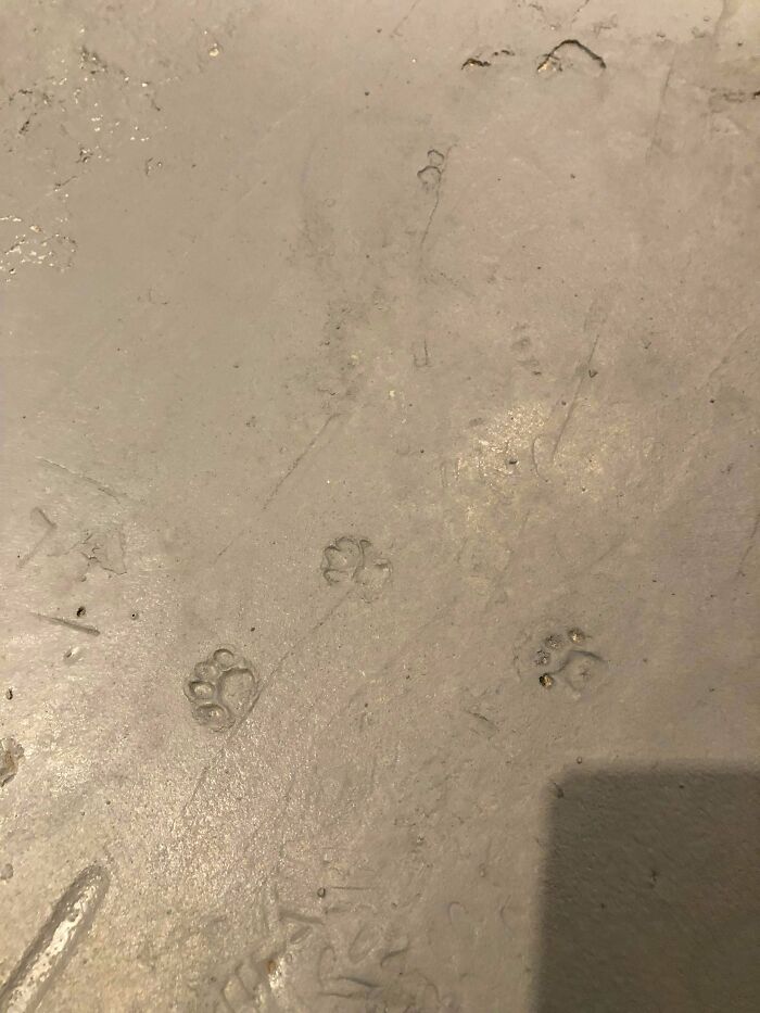 We Found Some Cat Paw Prints In The Original Concrete In Our 116 Year Old Home