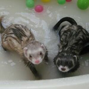 jodi_alish_jacquie avatar