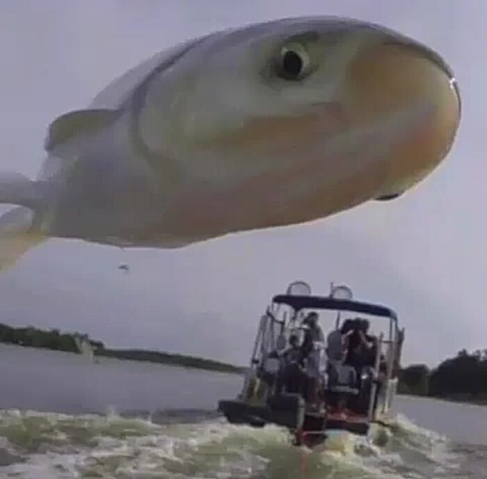 A Fish Jumps Right In Front Of The Camera And Creates Funny Picture