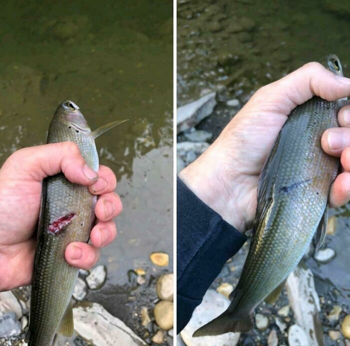 Man Catches The Same Fish A Month And A Half Later