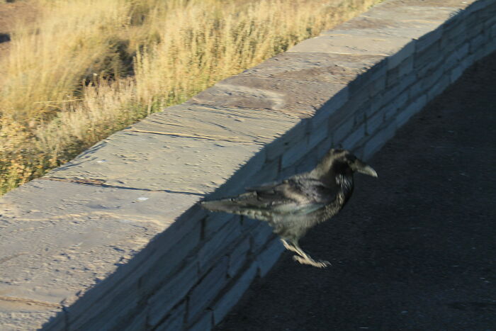 I Took A Picture Of A Raven In Mid-Jump And It Looks Like It's Photoshopped