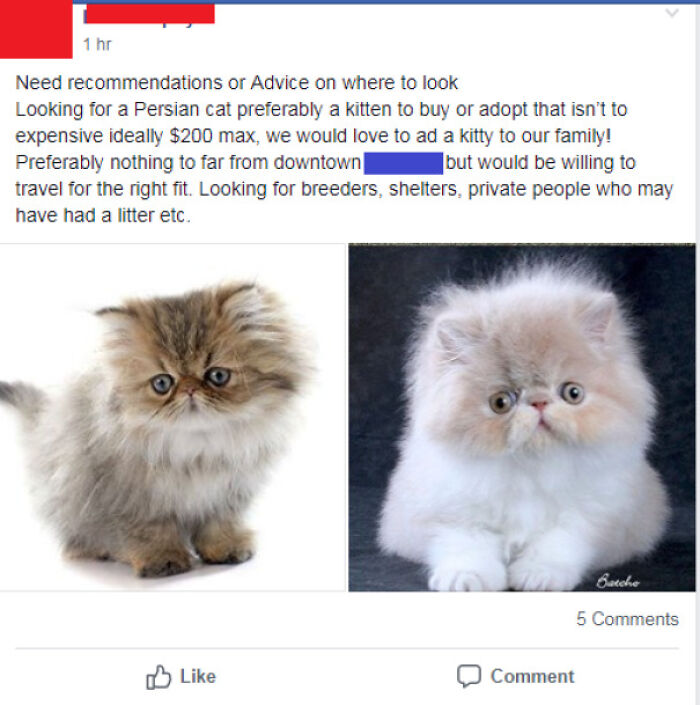 I See These Posts Every Other Day On My Neighborhood Facebook Group. Bit Of A Pet Peeve When People Request To "Adopt" A Purebred Puppy Or Kitten. Persian Kittens Cost $2000