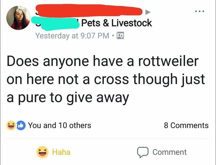 I Want An Expensive, Purebreed Dog But I'm Not Willing To Pay For It