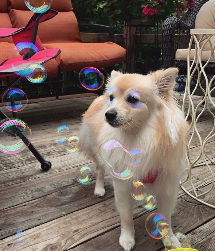 Managed To Get This Perfectly Timed Photo Of My Pom Today