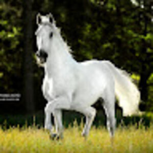 carolynbeecher avatar