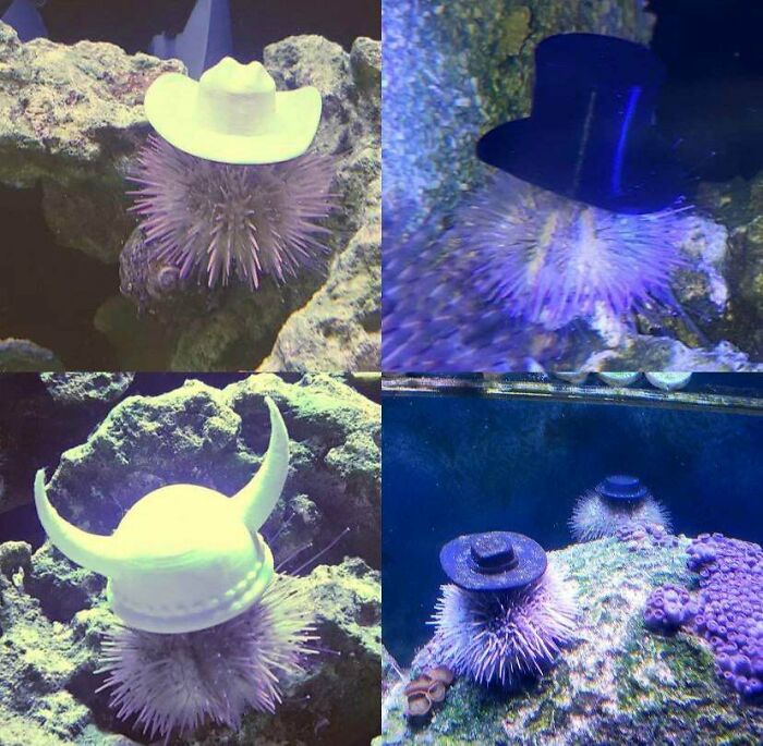 If You Give Sea Urchins Tiny Hats, They Will Wear Them