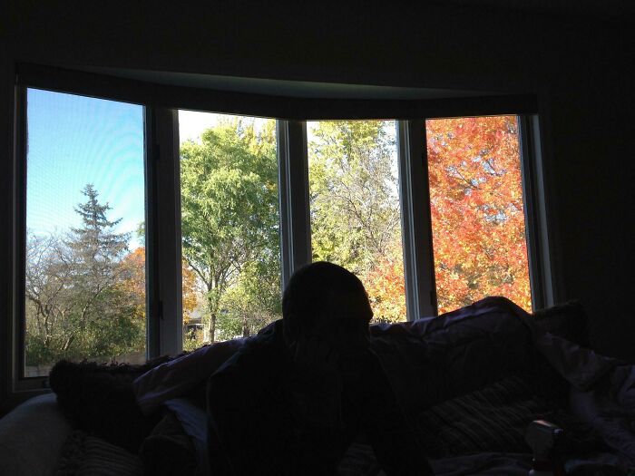 This Window Makes My Backyard Look Like It’s In 4 Different Seasons