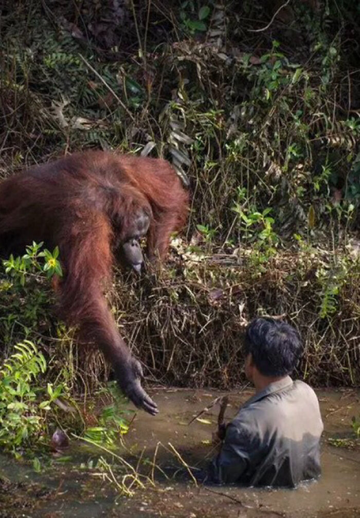 Orangutan Thinks That This Man Has Fallen Into The River And Offers His Hand But He's Really Staff Who Removes Snakes From The River